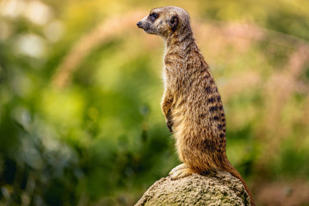 istock Solitary meerkat perched on a rock 2156055326