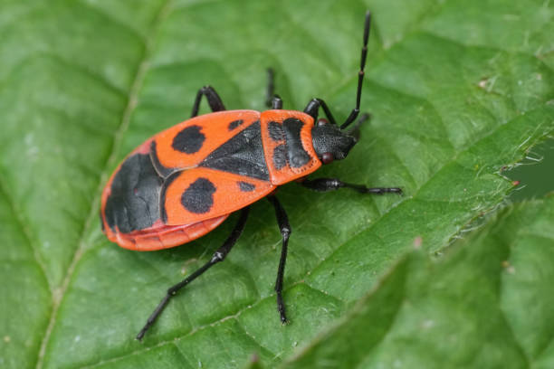 istock Closeup on a European red sap sucking firebug, Pyrrhocoris apterus, on a green leaf 2156055369