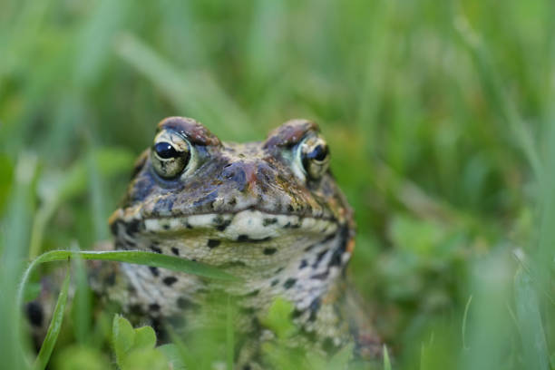 istock Closeup on an adult Western toad, Anaxyrus or Bufo boreas sitting on the grass 2156055529