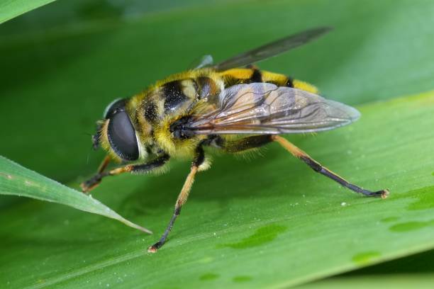 istock Detailed closeup on a Batman hoverfly, Myathropa florea sitting in a green leaf 2156055548