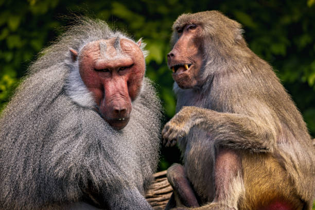 istock Closeup shot of two baboons sitting together 2156055897