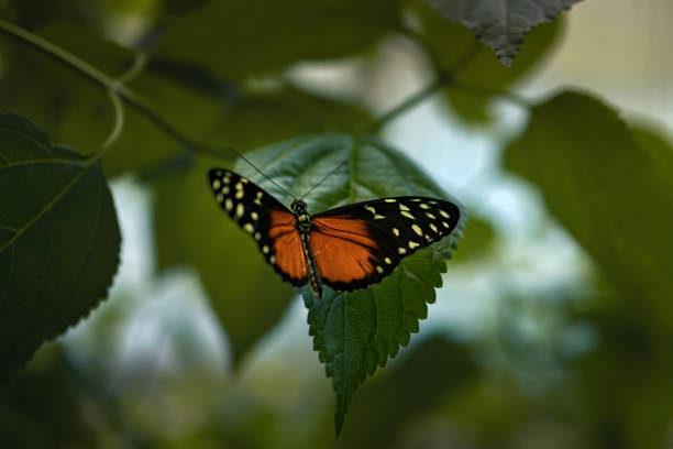 istock Vibrant tithorea butterfly perched on a green leaf among foliage 2156055904