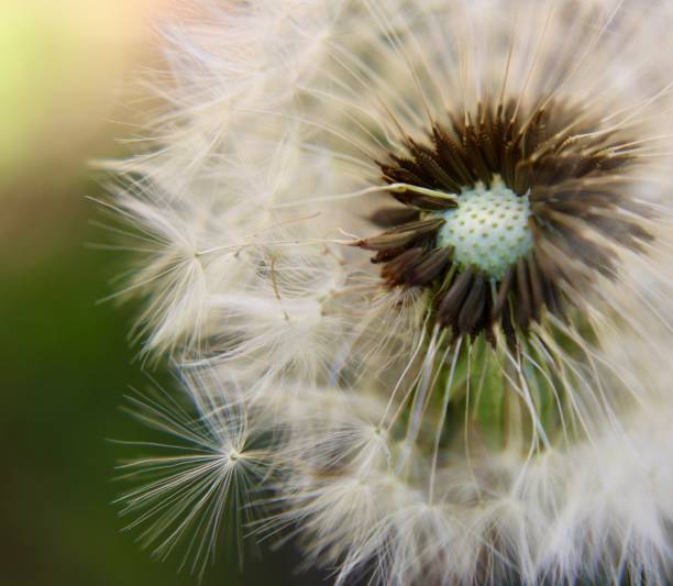 istock the seed of a dandelion is white and brown 2156055951