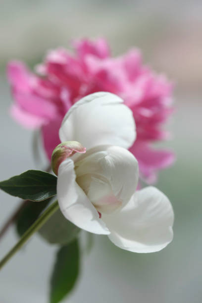 Colorful peony on nature background