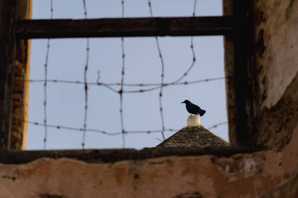 istock Monochrome bird perched on a rooftop, seen through a window 2156056208