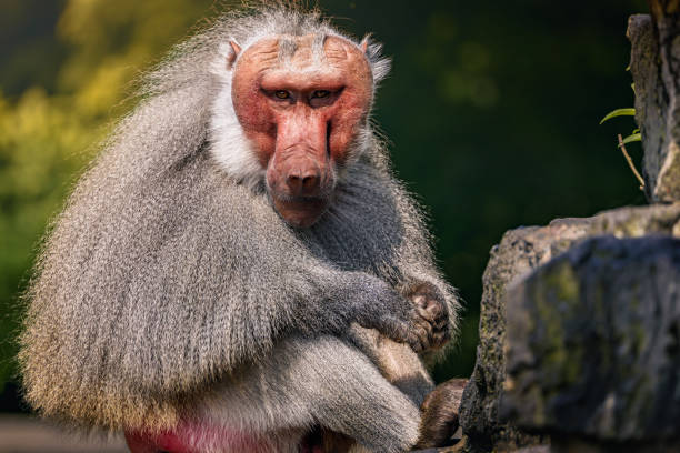 istock Monkey, sitting on the ground, is looking at the camera 2156056483