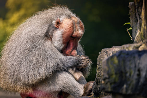 istock Monkey resting with head on hands at the zoo 2156056489