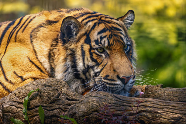 Tiger In Reeds 100+ Tiger Hiding In The Grass Stock Photos, Pictures & Royalty-Free ...