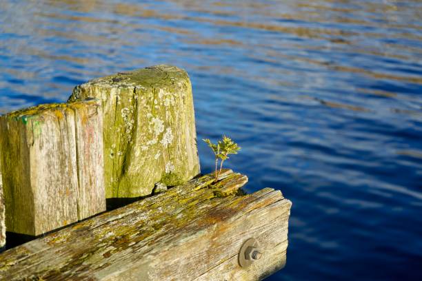 istock Tiny tree sprouting from the structural timber logs of an old quay at Hoegset marina, Norway 2156056613