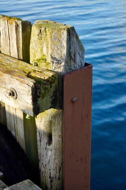 istock Tiny tree sprouting from the structural timber logs of an old quay at Hoegset marina, Norway 2156056619