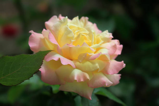 Colorful roses in spring garden
