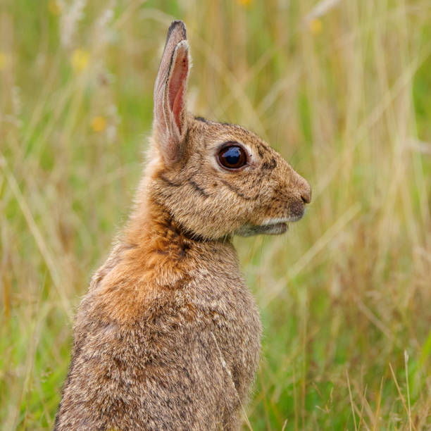 Little rabbit on green grass in summer day