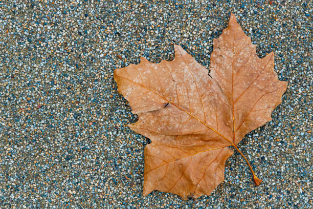 Brown leaf with yellow spots on gravel ground