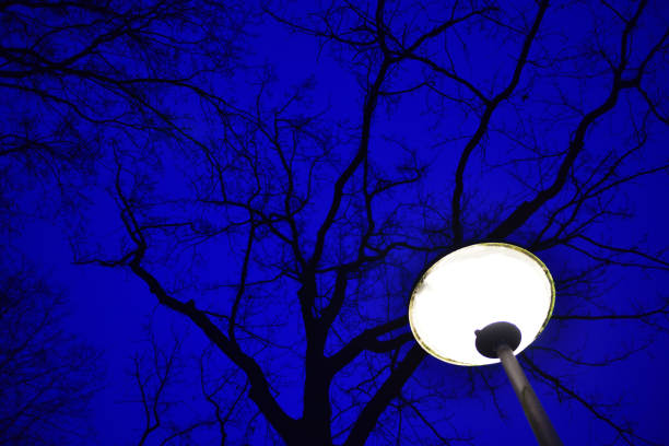 An image of a tree standing next to a streetlight