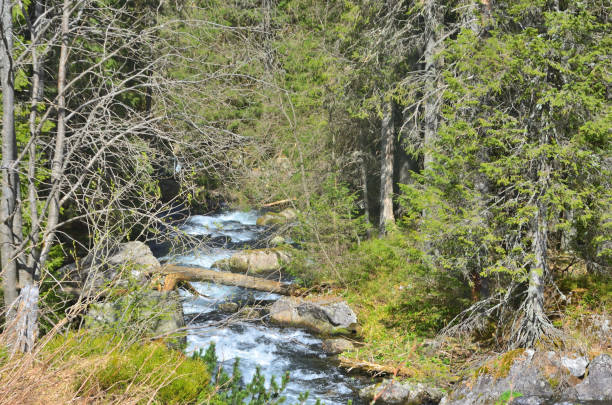 River flowing through rocks and trees on the bank