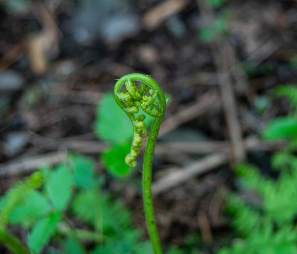 istock Green plant with green leaves visible and broken tree branches on the ground 2156057427