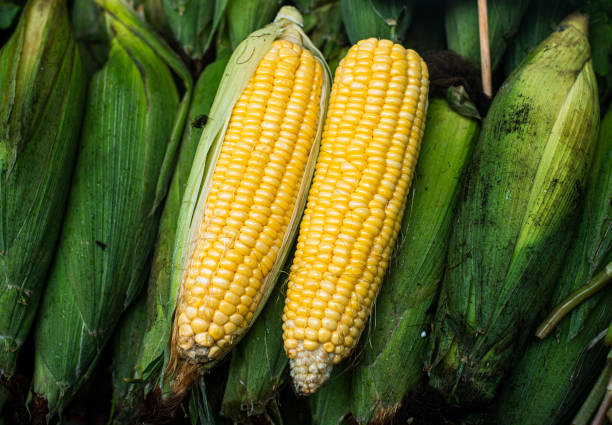 istock two corns are shown on a display in a market 2156057457