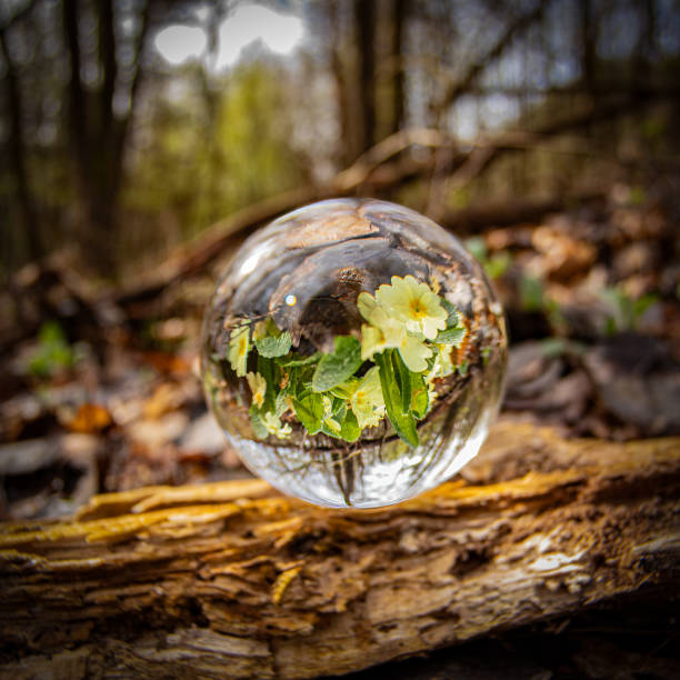 A small glass sphere with a flower inside it resting on a wooden log in a forest
