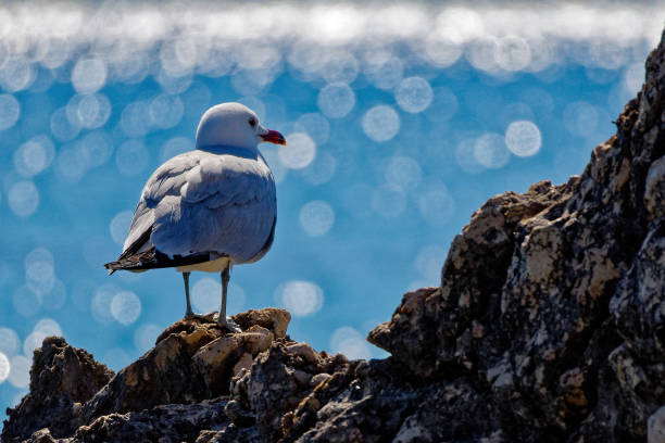 istock Seagull perched on mountain rocks gazes at the sea 2156057953