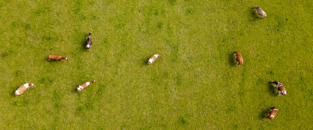 istock Overhead view of cows grazing on the pasture 2156058488