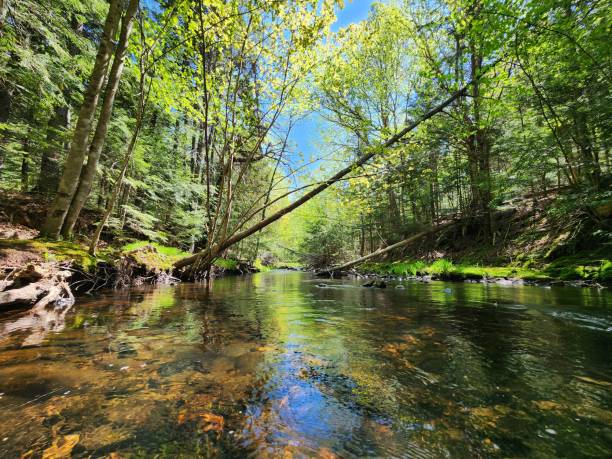 istock a small stream runs through the woods and it's clear 2156058514