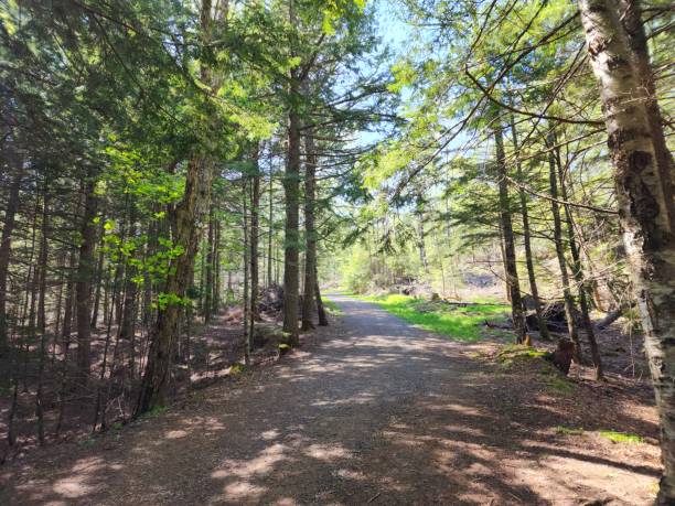 istock a pathway that is next to some trees in the forest 2156058560