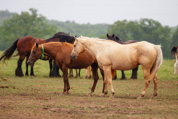 Herd of horses grazing in an open field