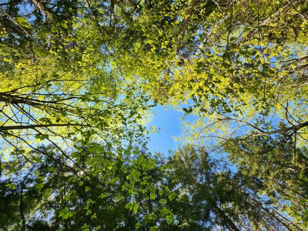 istock looking up at the canopy of a forest in springtime 2156058579