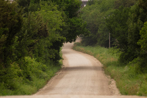 Elephant strolling on dusty road amid lush greenery