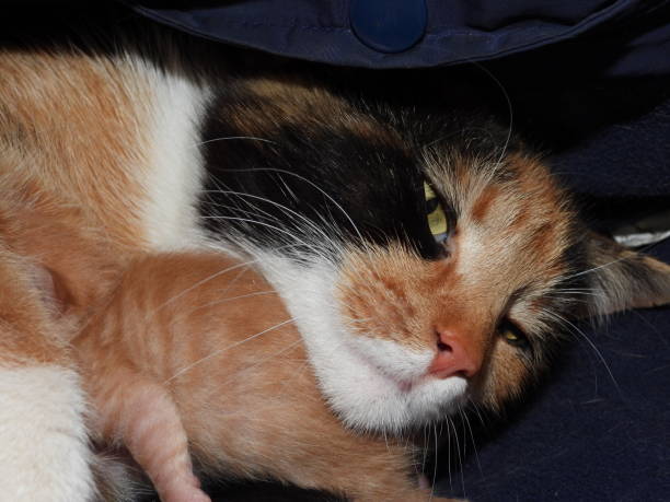 A cat and her kitten snuggled up sleeping closely