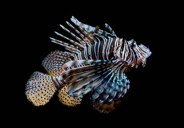 istock Volitan Lionfish in Aquarium 2156059261