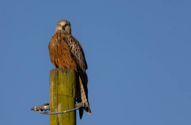 istock a brown red kite bird on a post with blue sky in the background 2156059387
