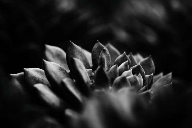 Monochrome image of a petite plant featuring elongated foliage