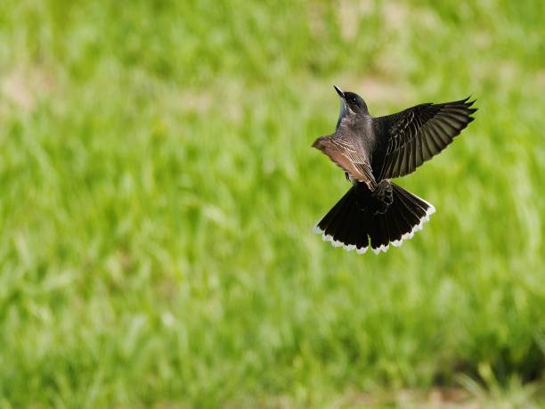 istock Black and brown Bird in flight with wings extended horizontally 2156059598