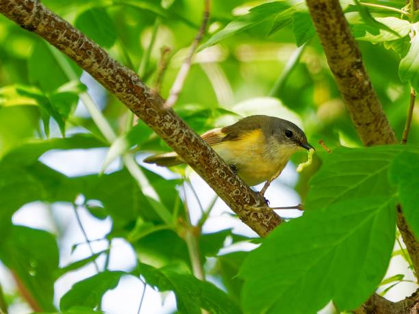 istock Yellow and green Bird perched on branch with lush green foliage 2156059614