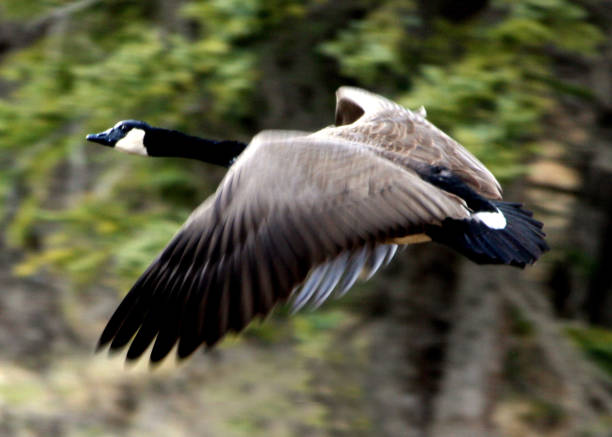 A goose flying close to trees with spread wings