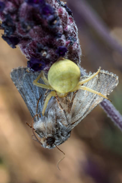 An AI-generated illustraion of a Tiny spider perched on flowers beside another bloom