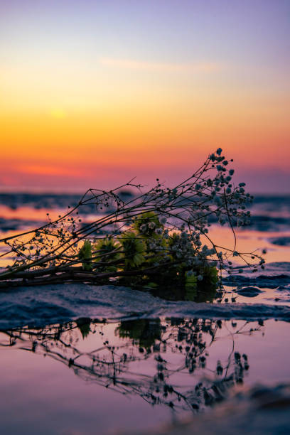 A pile of wildflowers on beach by ocean during sunset