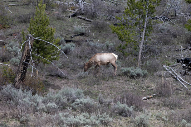 Elk at Lake Lodge in Yellowstone National Park, Wyoming
