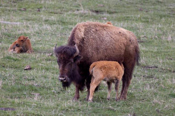 istock Mother bison and calf outdoors in grass 2156059877