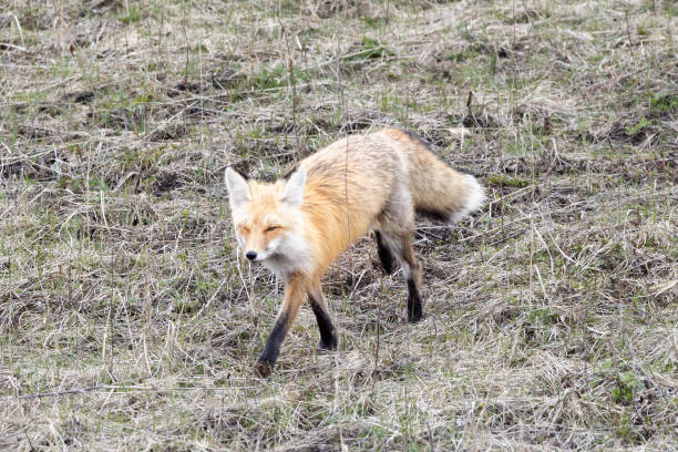 istock Fox walking in grass, gazing into the distance 2156059882