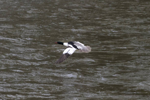 istock Black and white bird soaring above water on a cloudy day 2156059885