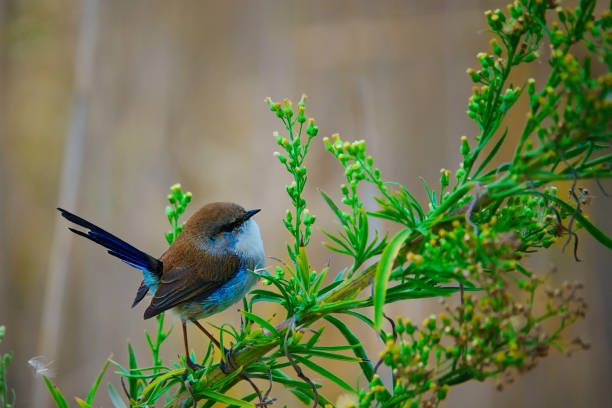 A tiny blue bird rests on a small plant