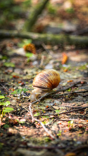 istock a snail crawls on the ground by itself for a bite 2156060686