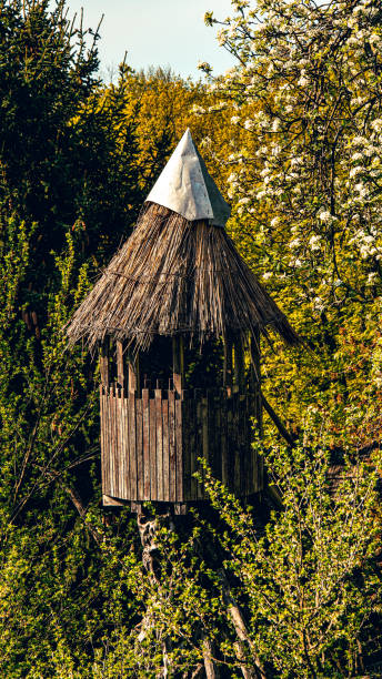 A solitary hut in a lush forest surrounded by tall trees