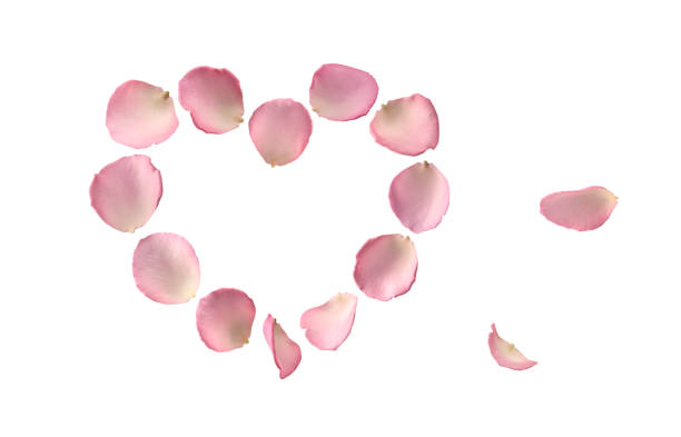 istock Rose petals isolated on white background, petals flower falling on floor 2156060970
