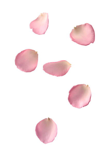 istock Rose petals isolated on white background, petals flower falling on floor 2156060989