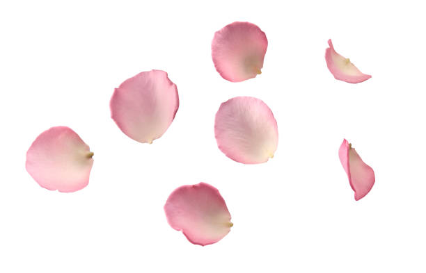istock Rose petals isolated on white background, petals flower falling on floor 2156061015