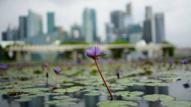 istock Purple flower over water lilies 2156061111