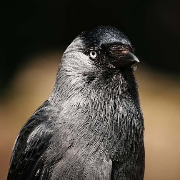 istock Portrait of a jackdaw on a blurred background 2156061873